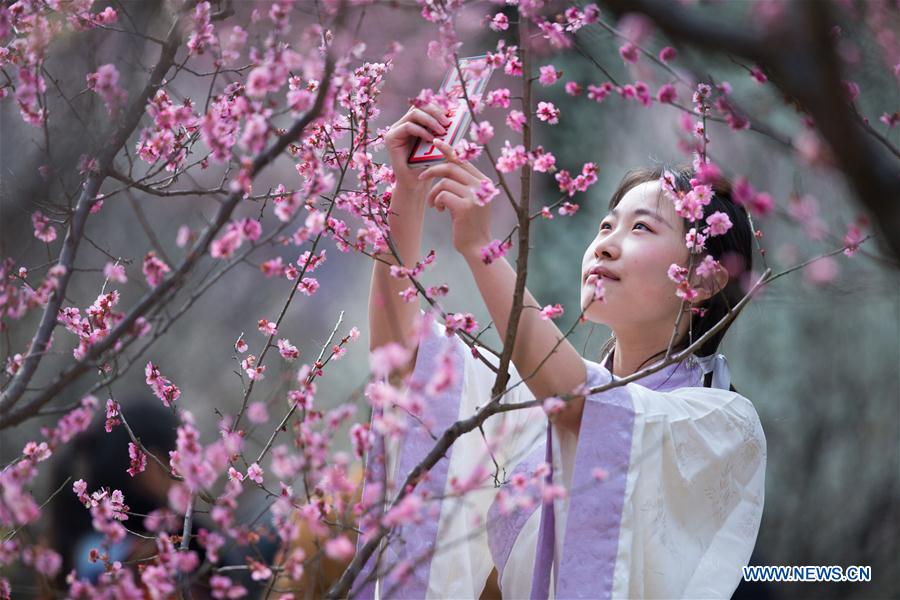 Beauté des pruniers en fleurs dans le sud-est de la Chine
