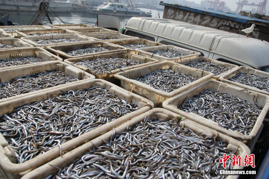 Insolite : le port de Qingdao et ses mouettes voleuses