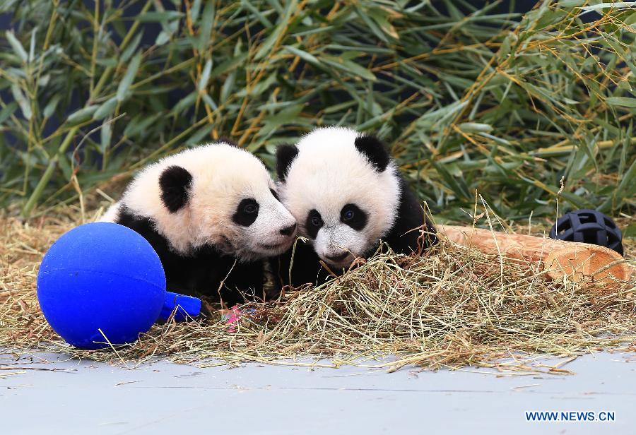 Le PM chinois se félicite du baptême de pandas jumeaux au zoo de Toronto