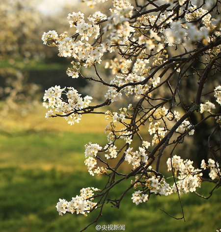 Dali: mer de fleurs de poiriers pour l'arrivée du printemps