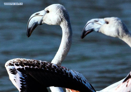 Rare apparition de flamants roses dans la section du Qinghai du Fleuve Jaune