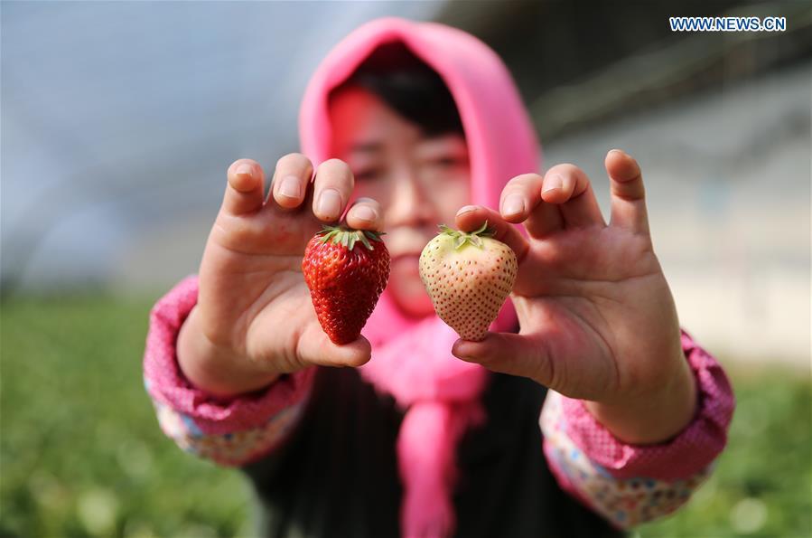 Récolte de fraises blanches dans le Liaoning