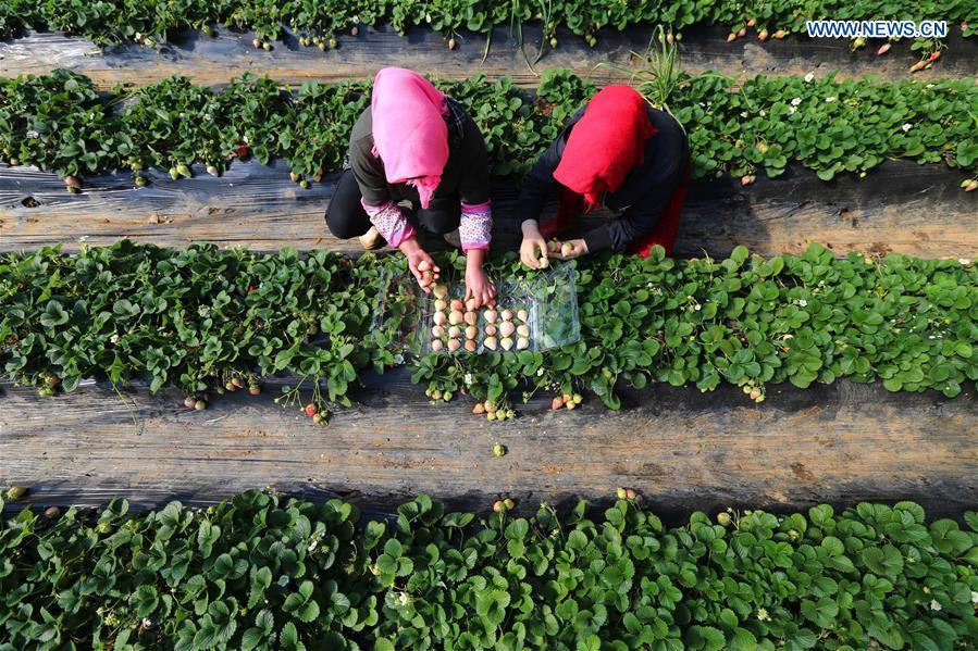 Récolte de fraises blanches dans le Liaoning