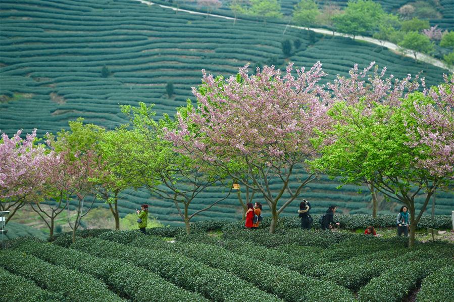Cerisiers en fleur et jardins de thé frais dans le Fujian