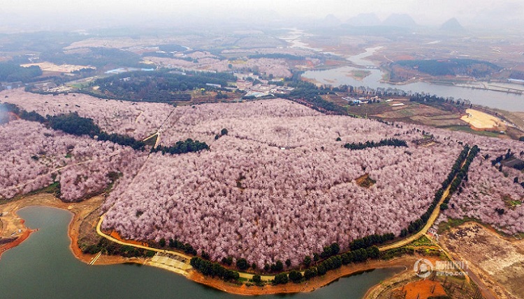 Chine : une mer de cerisiers en fleurs