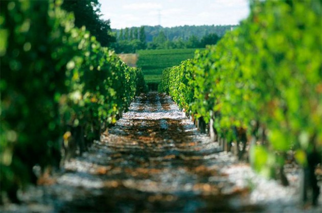 Chute globale des exportations de vins de Bordeaux en 2015, mais hausse en Chine