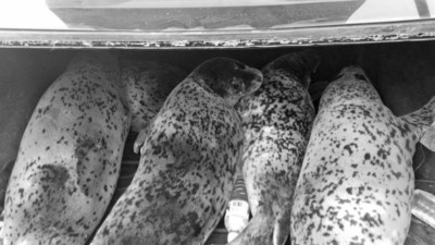 Chine : transport illégal de phoques vivants