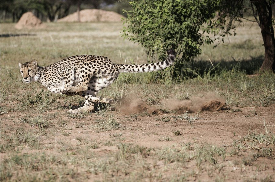 Le guépard, toujours sur la liste des espèces les plus menacées 