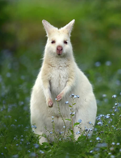 Augmentation des kangourous albinos en Australie  