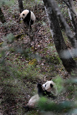 Shaanxi : une belle rencontre avec des pandas sauvages