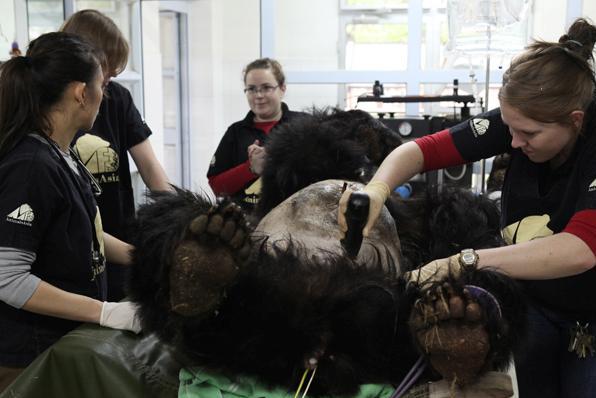 Les Chinois massivement en faveur de l'interdiction de l'industrie de la bile d'ours