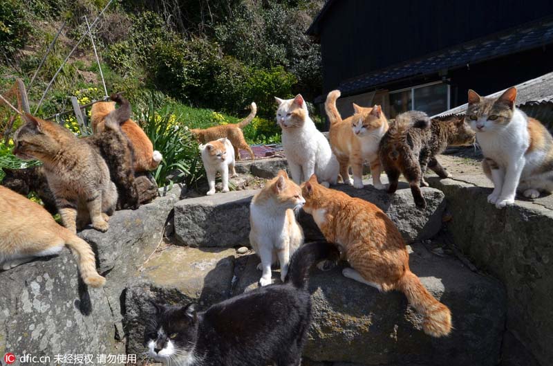 Le Japon et son île aux chats