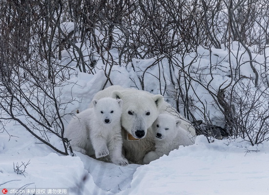 Tendres images de bébés ours polaires et de leur mère