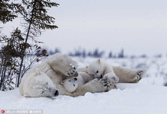 Tendres images de bébés ours polaires et de leur mère