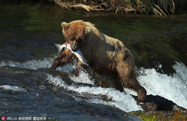Les ours bruns à la pêche !