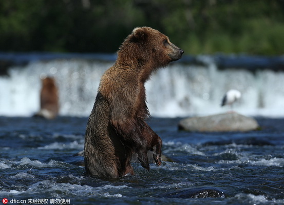 Les ours bruns à la pêche !