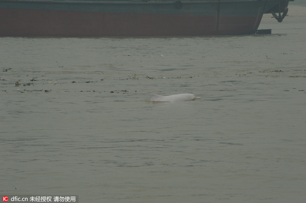 Un dauphin blanc en perdition dans le Guangdong