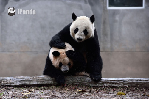 Le quotidien en direct de deux pandas géants en vidéo