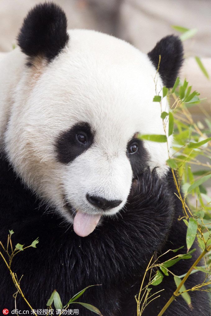Les pandas offerts par la Chine à la Corée du Sud bientôt présentés au public