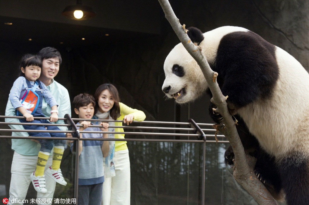Les pandas offerts par la Chine à la Corée du Sud bientôt présentés au public