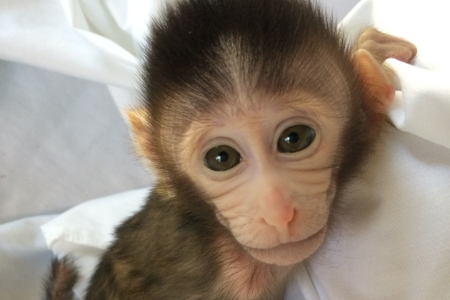 Étudier l’autisme avec des singes génétiquement modifiés