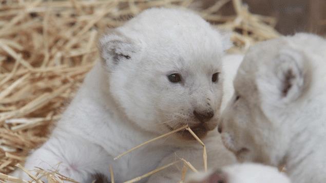 Naissance de trois rares lionceaux blancs dans un zoo de l'Est de la France