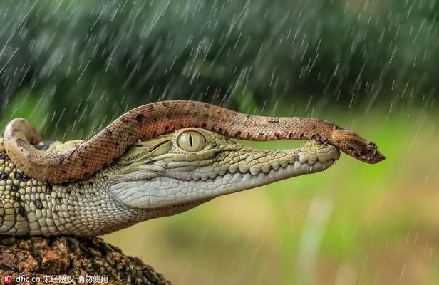 Un photographe saisit un serpent en train de faire du « crocodile-stop »