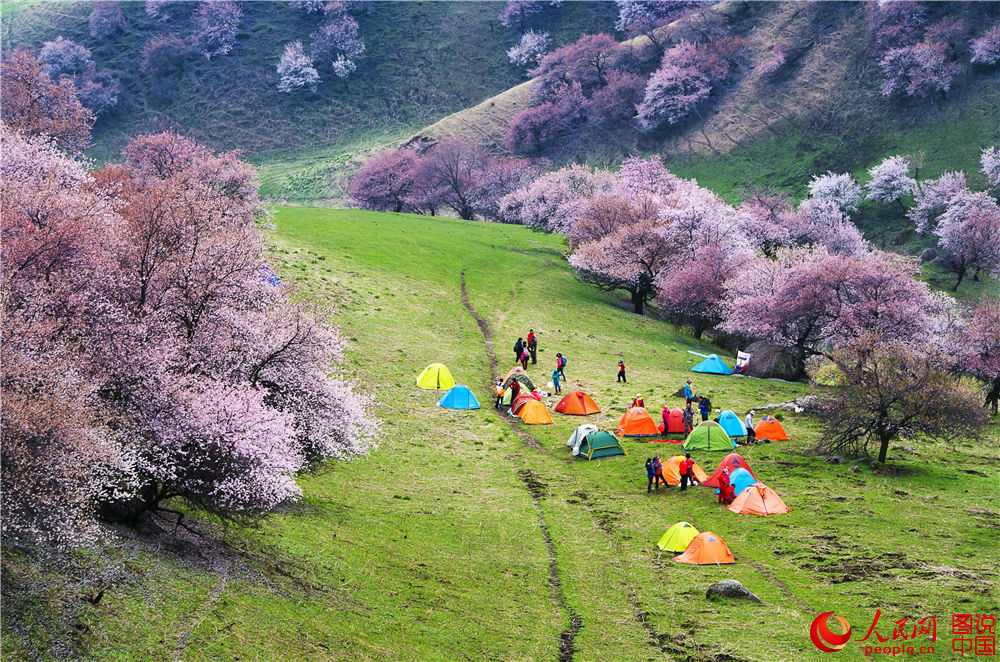 Xinjiang : la vallée des fleurs d’abricotier