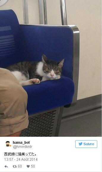 Tokyo : un chat prend seul le train tous les jours