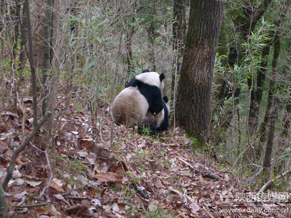 L'amour des pandas géants : un supplice dans l'attente...