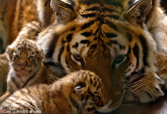 13 petits en trois ans ! Une tigresse de Sibérie d'un parc de Shenyang devient une « Mère héroïque »