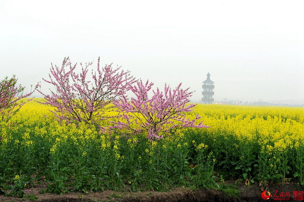 Festival des fleurs de colza à Jiangsu