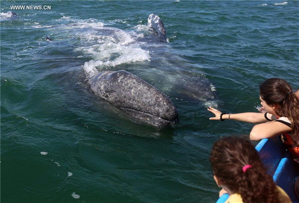 Afflux de touristes vers le Nord-ouest du Mexique pour observer les baleines grises