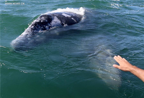 Afflux de touristes vers le Nord-ouest du Mexique pour observer les baleines grises