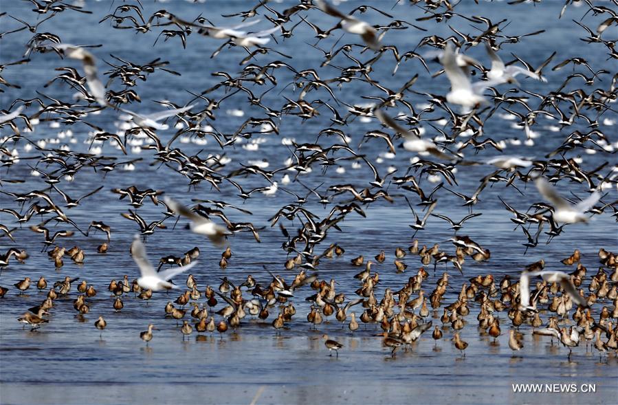 Chine : oiseaux migrateurs à Qinhuangdao