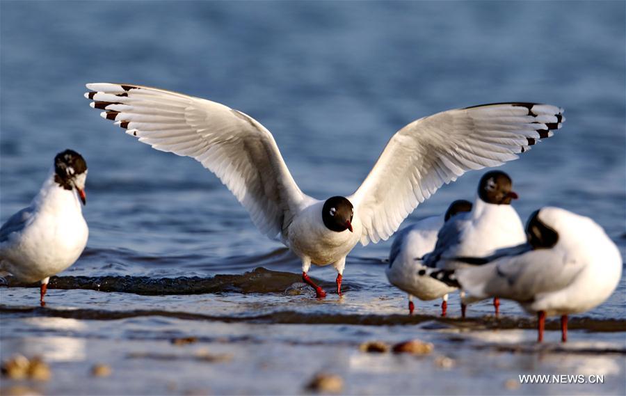 Chine : oiseaux migrateurs à Qinhuangdao