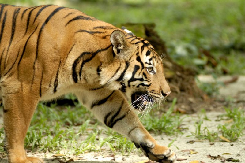 Etats-Unis : Une gardienne de zoo tuée par un tigre en Floride