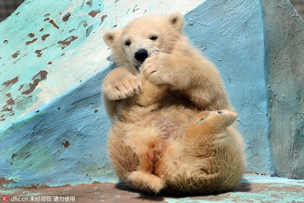 Pratique du yoga par un bébé ours polaire