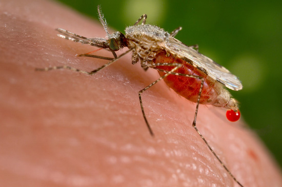 Le paludisme pourrait être éradiqué dans 6 pays d'Afrique en 2020