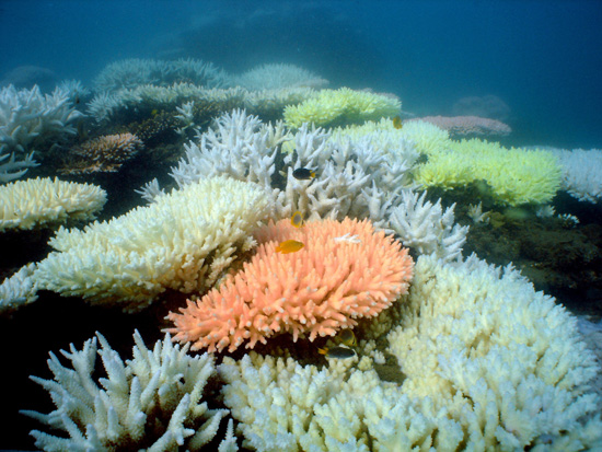 Découverte d'un récif corallien de 1 000 km de long dans les eaux boueuses de l'Amazone
