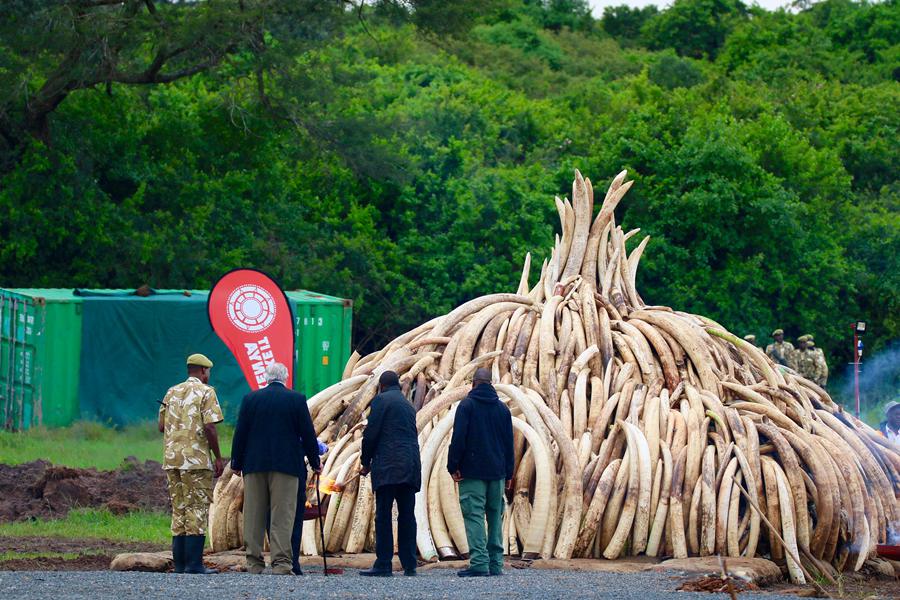 Kenya : lutte contre le commerce illégal d’ivoire