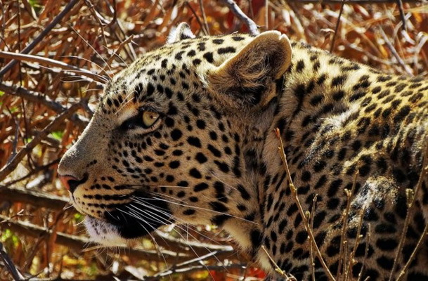 Les léopards ont perdu 75% de leur aire de répartition historique
