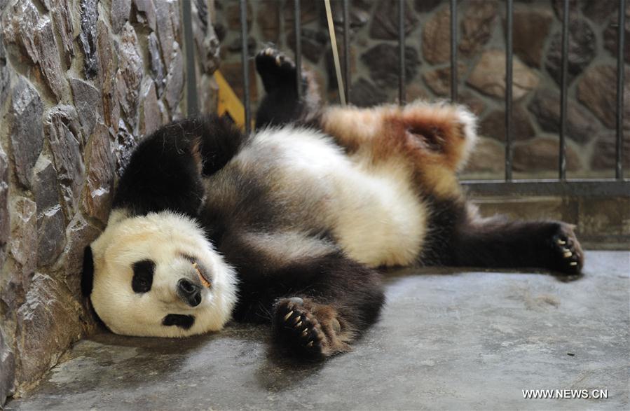 Le panda femelle à la grossesse nerveuse devient maman pour de bon