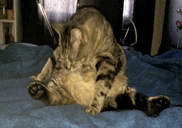 Un chat obèse a dû perdre un tiers de son poids