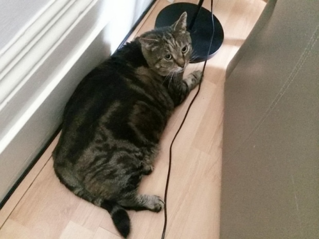 Un chat obèse a dû perdre un tiers de son poids