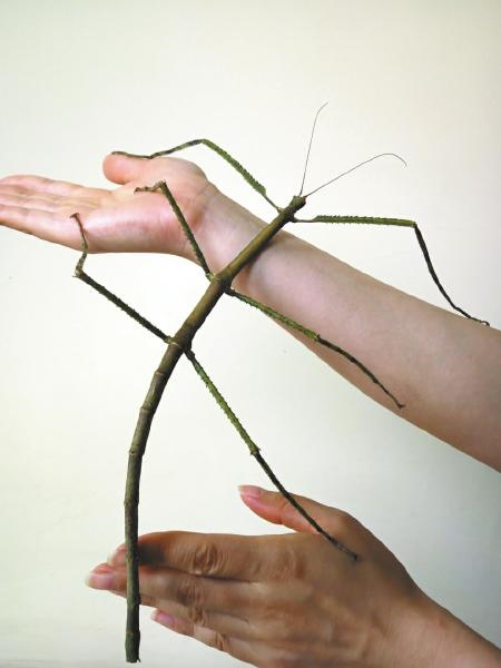 Le plus grand insecte du monde découvert en Chine