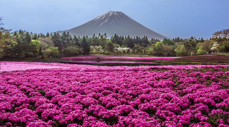 Un monde de fleurs fantastique sur les collines de l'Hitachi Seaside Park