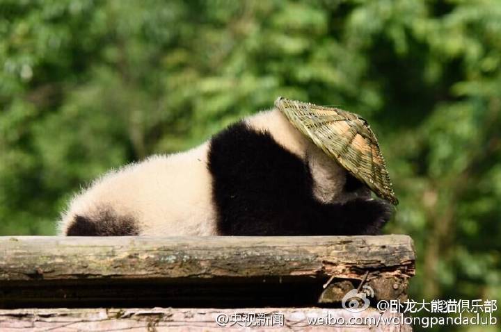 «Kung Fu Panda»  au Sichuan