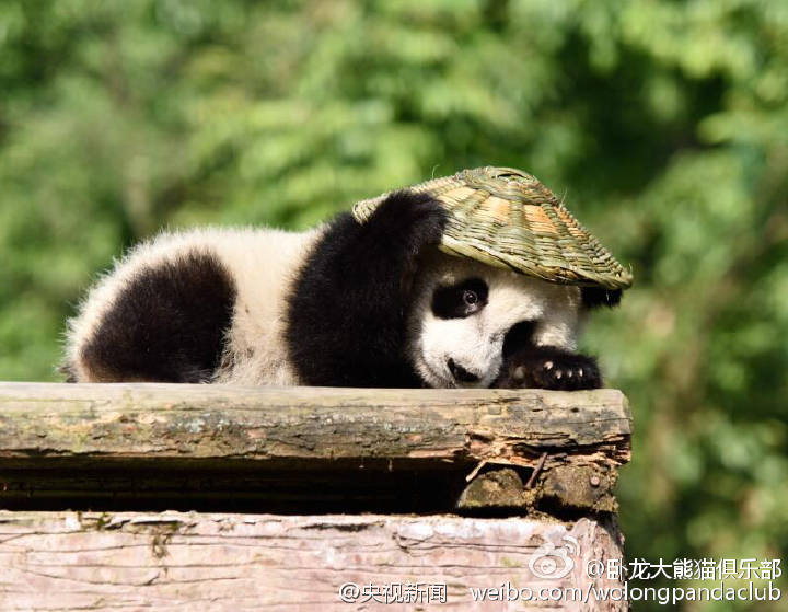«Kung Fu Panda»  au Sichuan