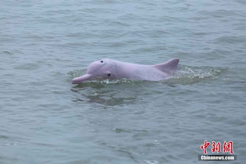 Reproduction de dauphins de Chine : le miracle de la baie de Beibu